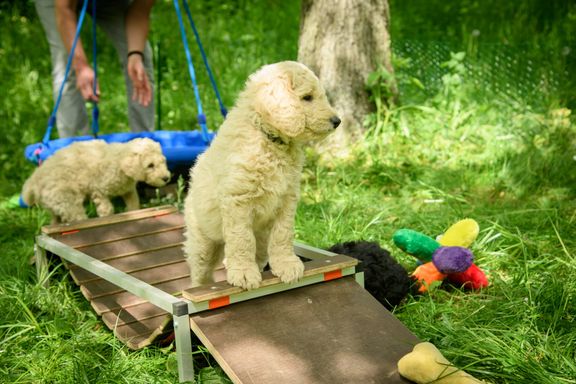 goldendoodle welpen kaufen