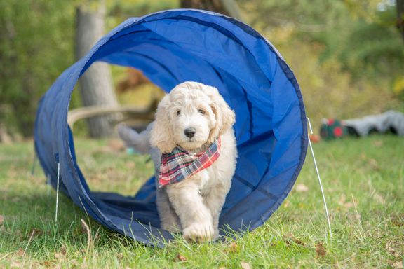 goldendoodle welpen