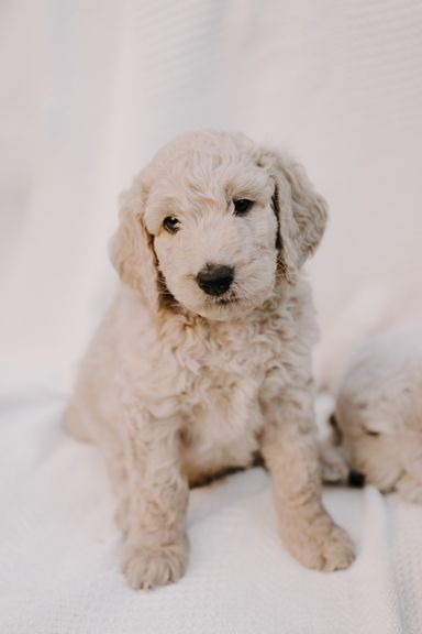 goldendoodle welpen