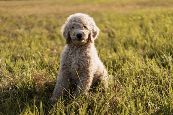 goldendoodle