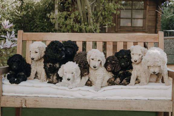 goldendoodle welpen kaufen