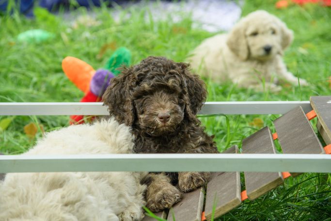 goldendoodle