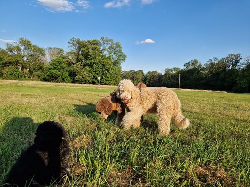goldendoodle 