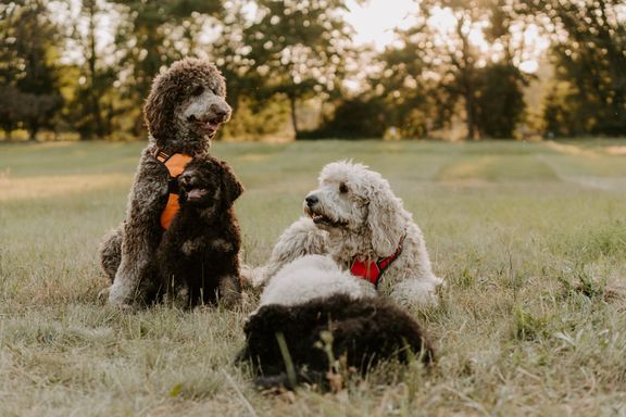 goldendoodle