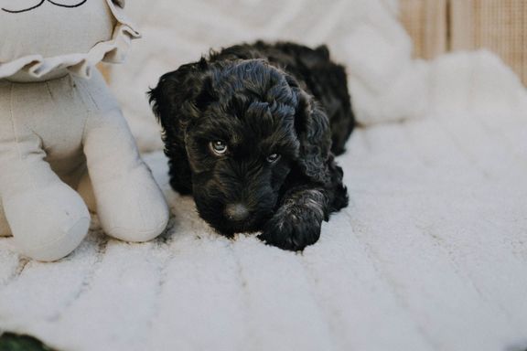 goldendoodle welpen