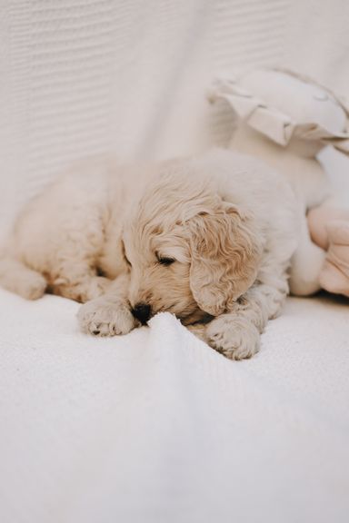 goldendoodle welpen