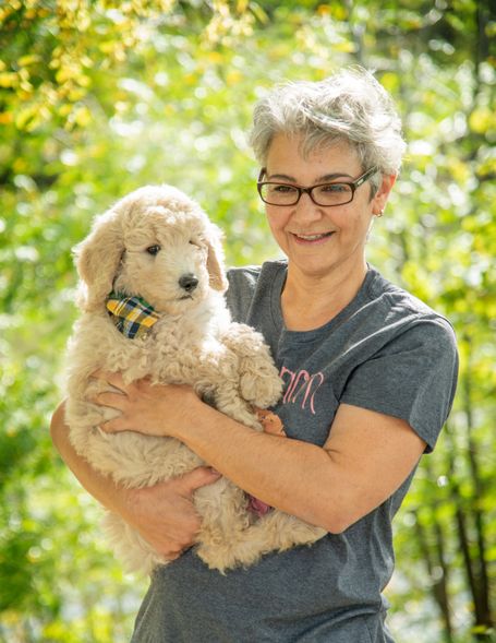 goldendoodle 