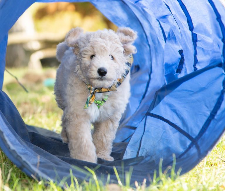 goldendoodle