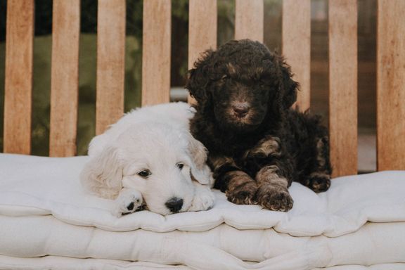 goldendoodle welpen
