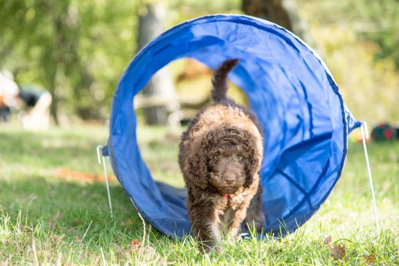 goldendoodle 